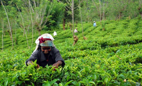 Nuwara Eliya