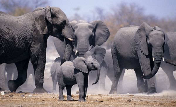 Etosha Zuid