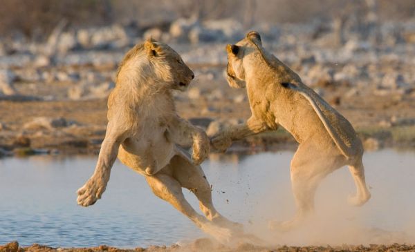 Etosha Oost