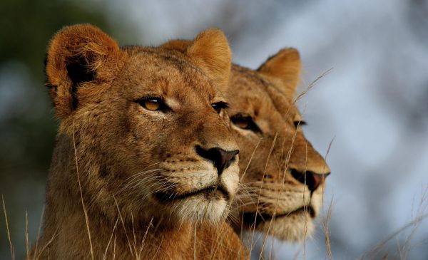 Het Kruger Wildpark