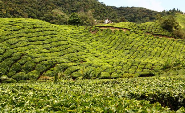 Cameron Highlands