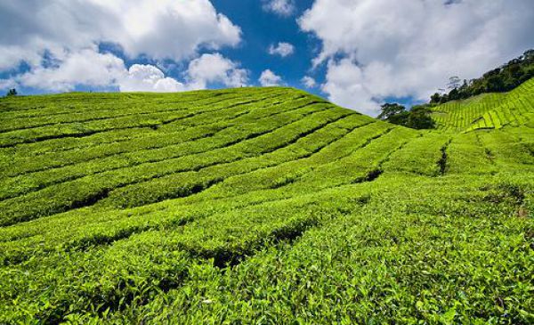 Cameron Highlands