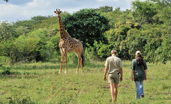 Hluhluwe: Falaza Game Park