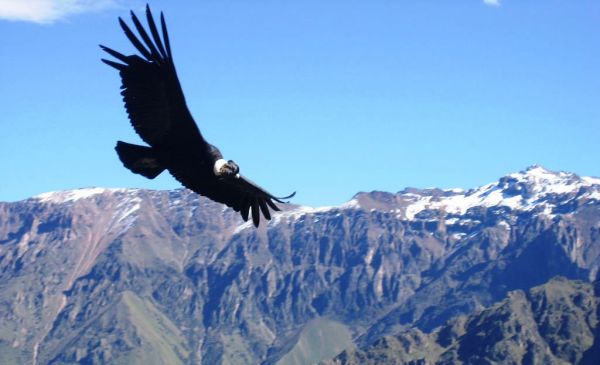 Colca Canyon