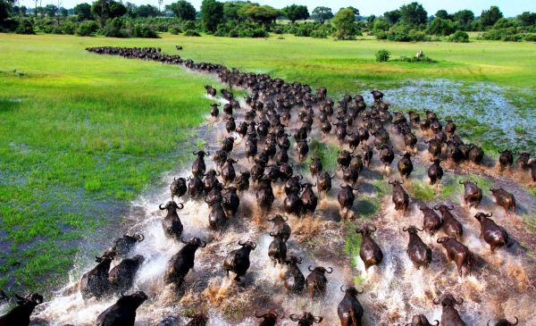 Okavango Delta