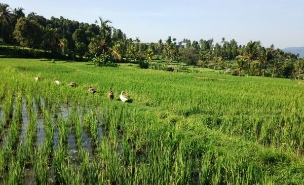 Munduk - Sanak Retreat