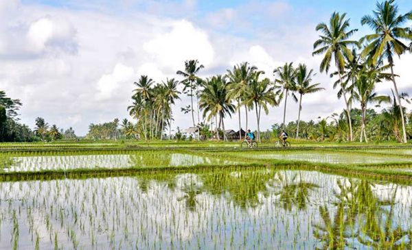 Ubud 