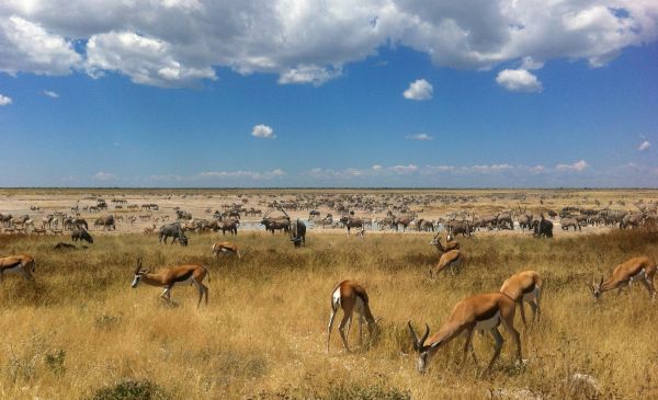 Etosha Zuid