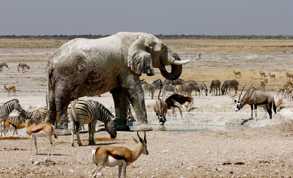 Etosha Zuid