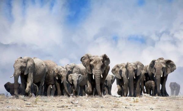 Etosha Oost