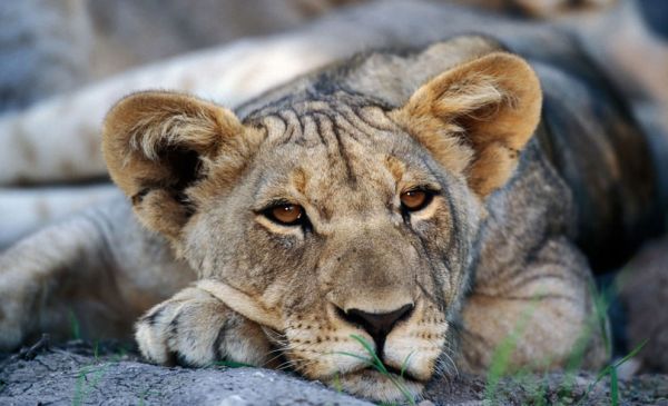 Etosha