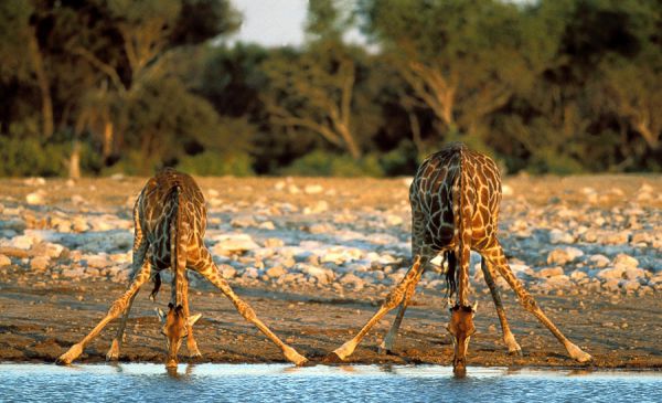 Etosha West