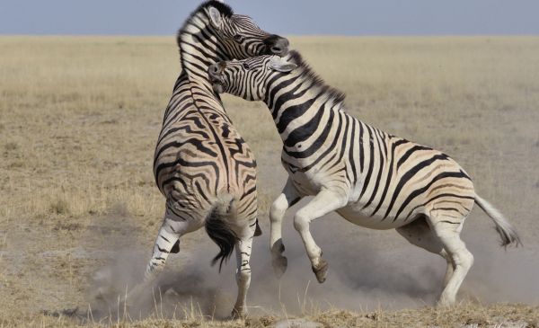 Etosha Oost