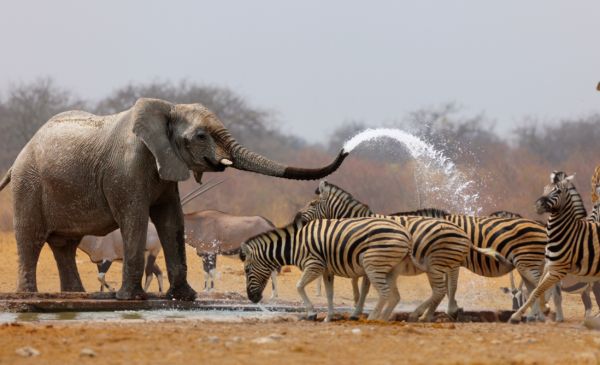 Etosha Oost