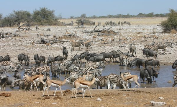 Etosha Oost