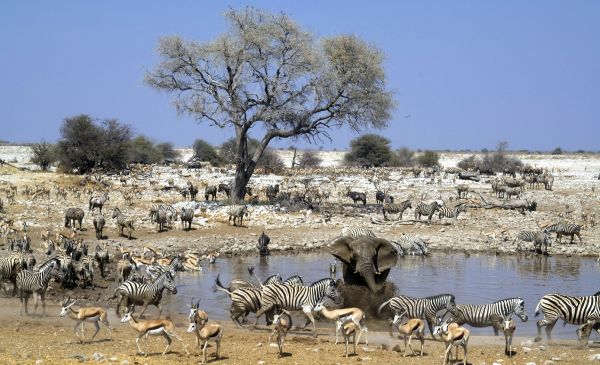 Etosha Zuid