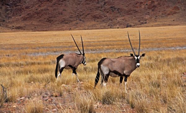 Etosha Oost