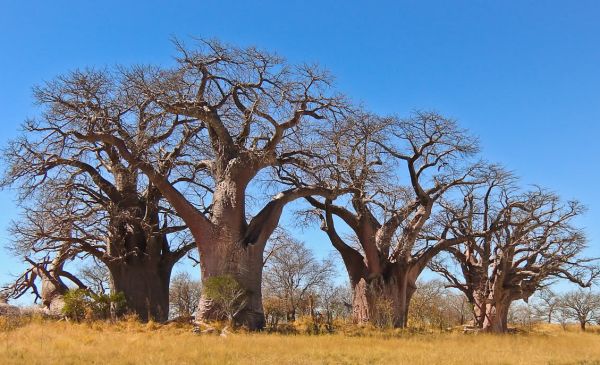 Makgadikgadi / Nxai Pans Nationaal Park 