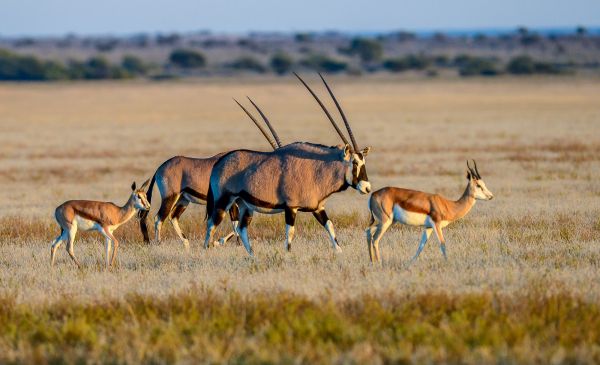 Etosha Zuid