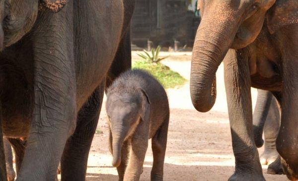 Met het gezin naar Sri Lanka