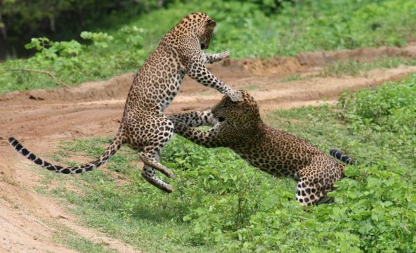 Yala National Park