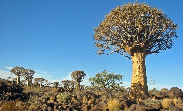 Namib Naukluft