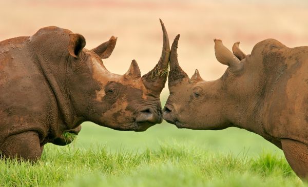 Op safari door Zuid-Afrika