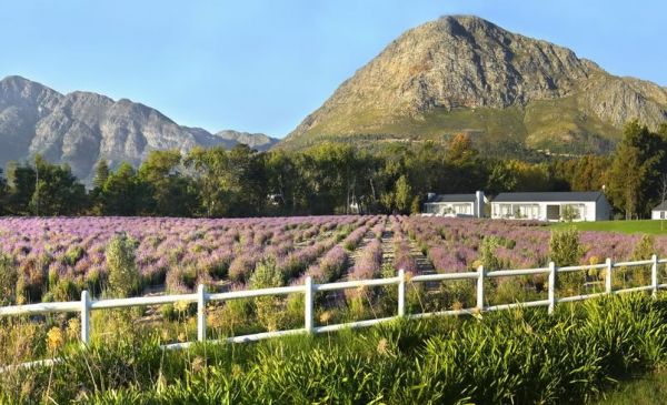 Franschhoek: Lavender Farm Guesthouse