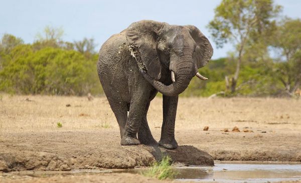 Addo Elephant Nationaal Park