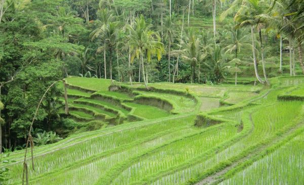 Veelzijdig Bali