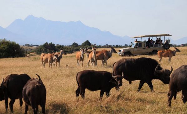 Mossel Bay: Botlierskop Game Reserve