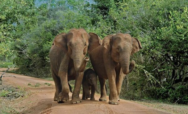 Yala National Park