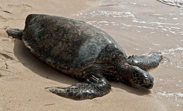 Tortuguero