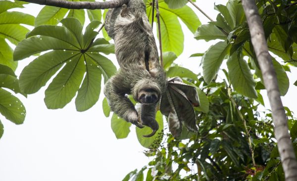 Manuel Antonio