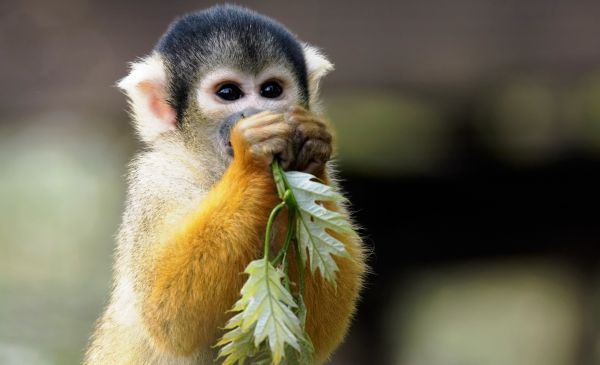 Manuel Antonio