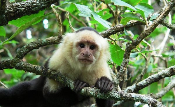 Tortuguero