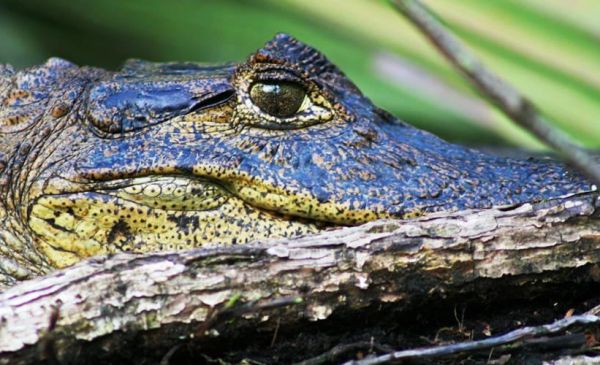 Tortuguero