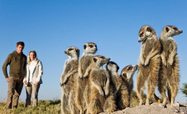 Makgadikgadi: Planet Baobab - Meerkat Mania