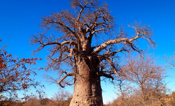 Makgadikgadi: Planet Baobab - Meerkat Mania