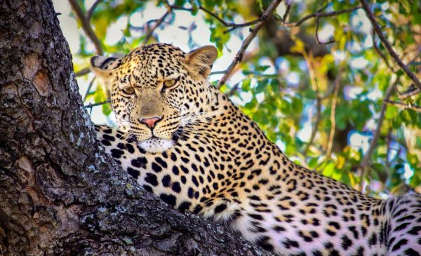 Mthethomusha Game Reserve 