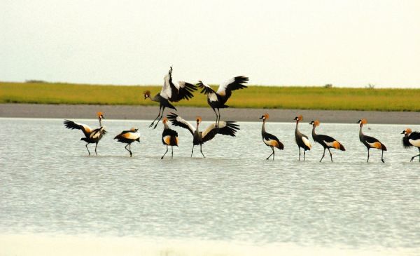 Makgadikgadi: Nata Lodge