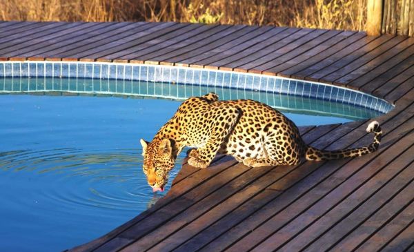 Central Kalahari: Tau Pan Camp