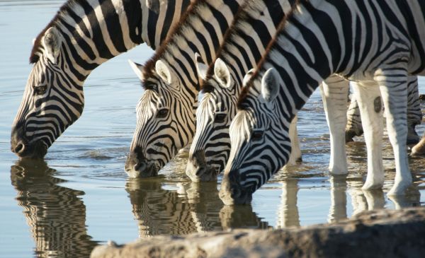 Etosha Zuid