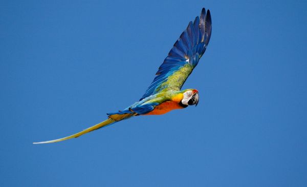 Terugvlucht en thuiskomst