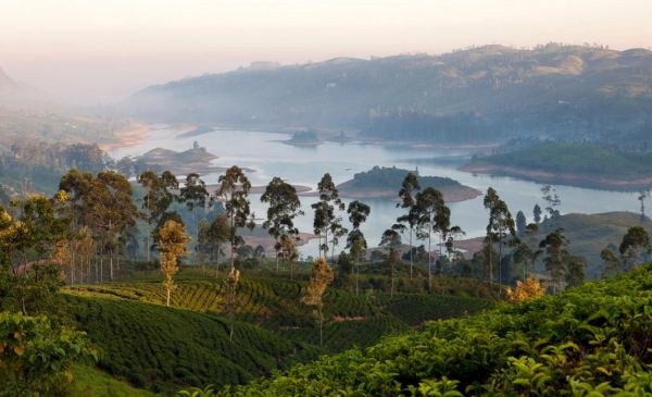 Nuwara Eliya: Ceylon Tea Trails