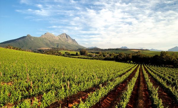 Stellenbosch