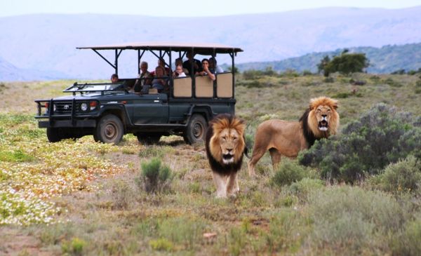 Addo: Kuzuko Lodge