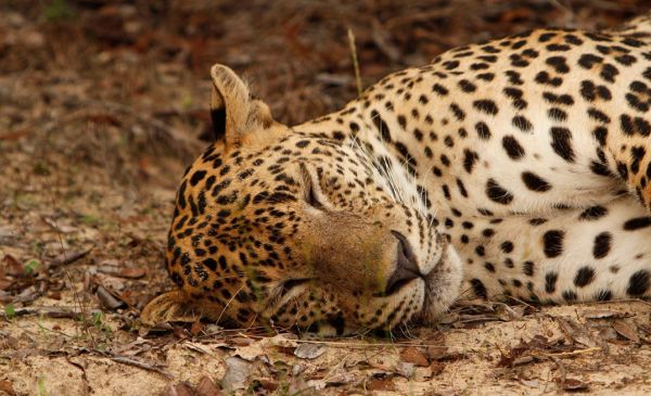 Yala National Park