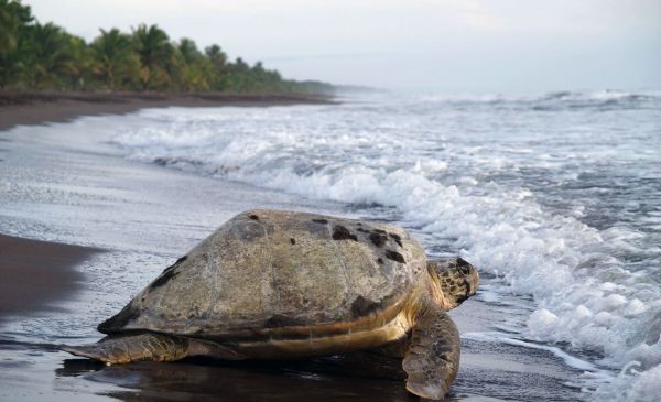 Tortuguero