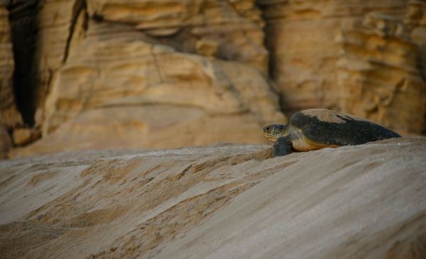 Ras Al Jinz: Hotel Ras Al Jinz Turtle Reserve